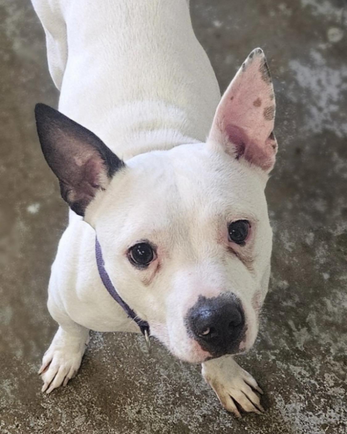 Enlarge Tater AVAILABLE , a ADOPTABLE mixed breed in Canton, OH image 3/4