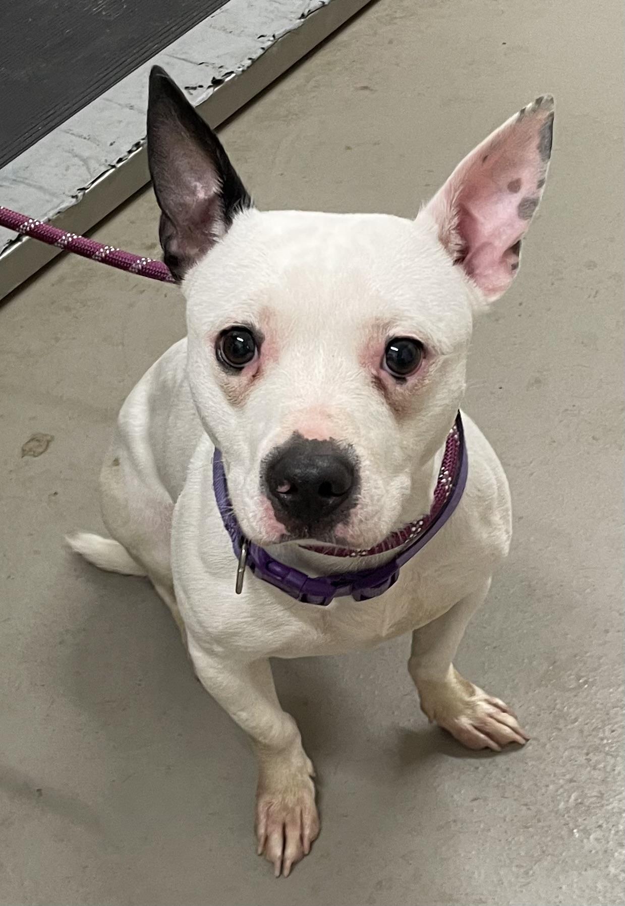 Enlarge Tater AVAILABLE , a ADOPTABLE mixed breed in Canton, OH image 2/4