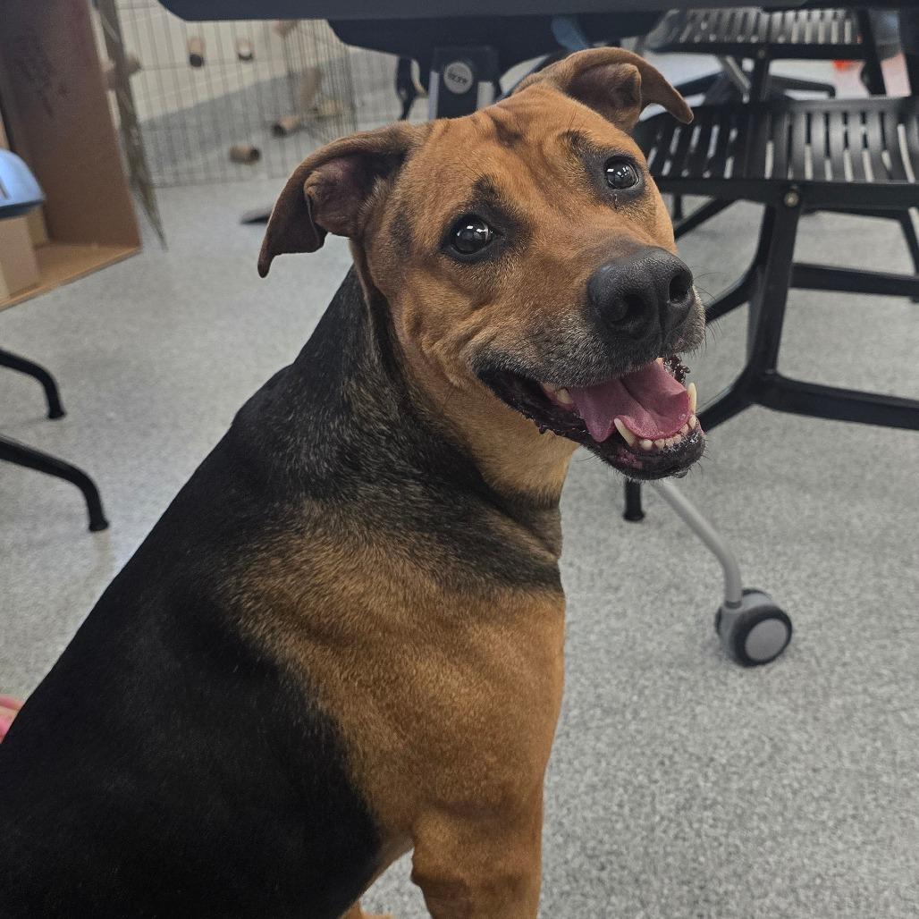Buttercup, Adoptable, Senior Female Shepherd.