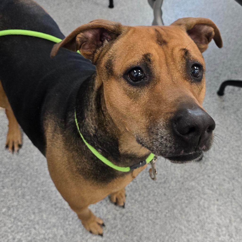 Enlarge Buttercup, a Adoptable Shepherd in Grand Rapids, MI image 2/2