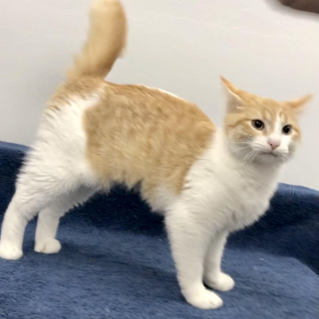 Eowyn, a Adoptable Domestic Short Hair in Lincolnwood, IL image 3/6