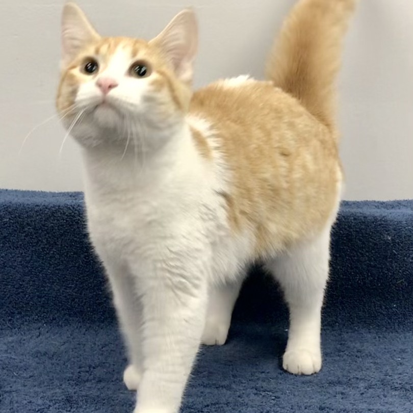 Eowyn, a Adoptable Domestic Short Hair in Lincolnwood, IL image 1/6