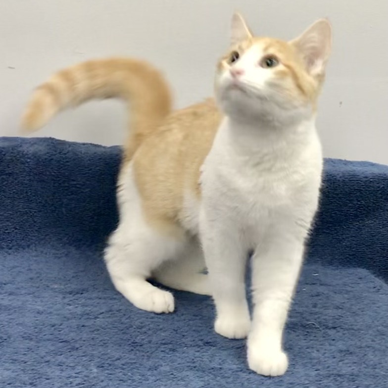 Eowyn, a Adoptable Domestic Short Hair in Lincolnwood, IL image 4/6