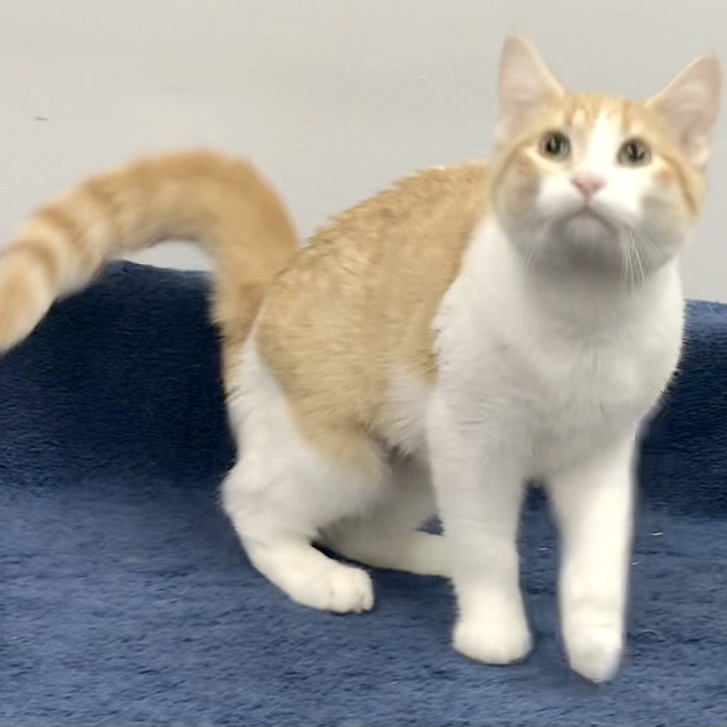 Eowyn, a Adoptable Domestic Short Hair in Lincolnwood, IL image 5/6