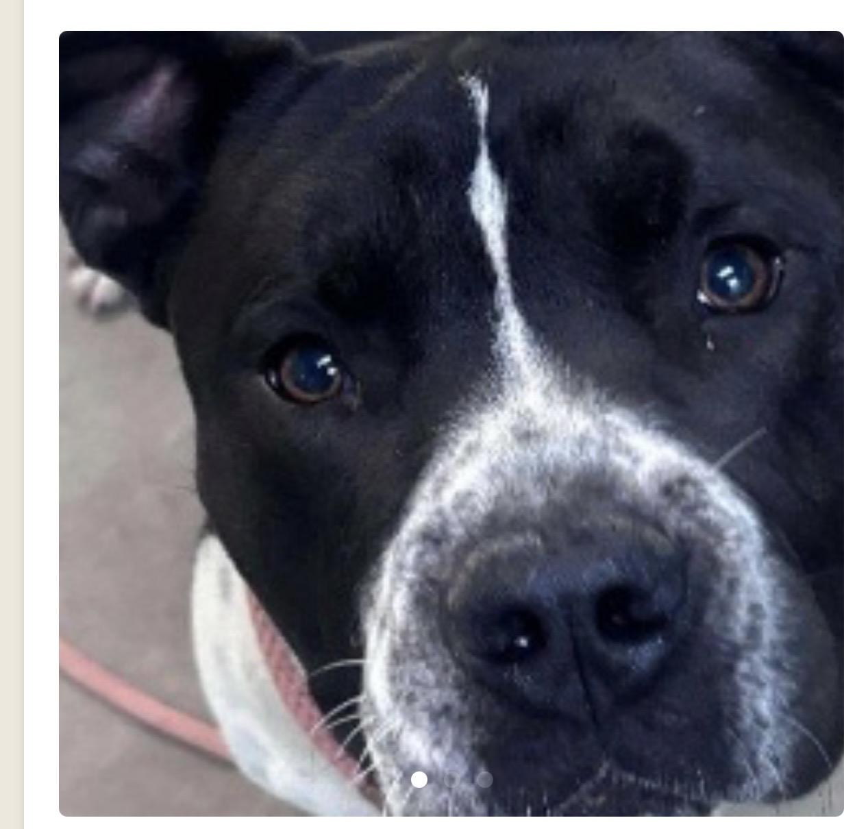 Enlarge Kano, a ADOPTABLE Mixed Breed in Rayne, LA image 3/3