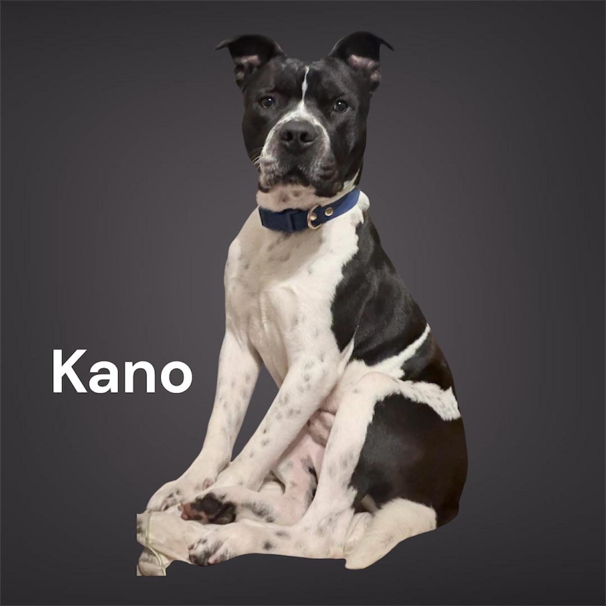 Enlarge Kano, a ADOPTABLE Mixed Breed in Rayne, LA image 4/4