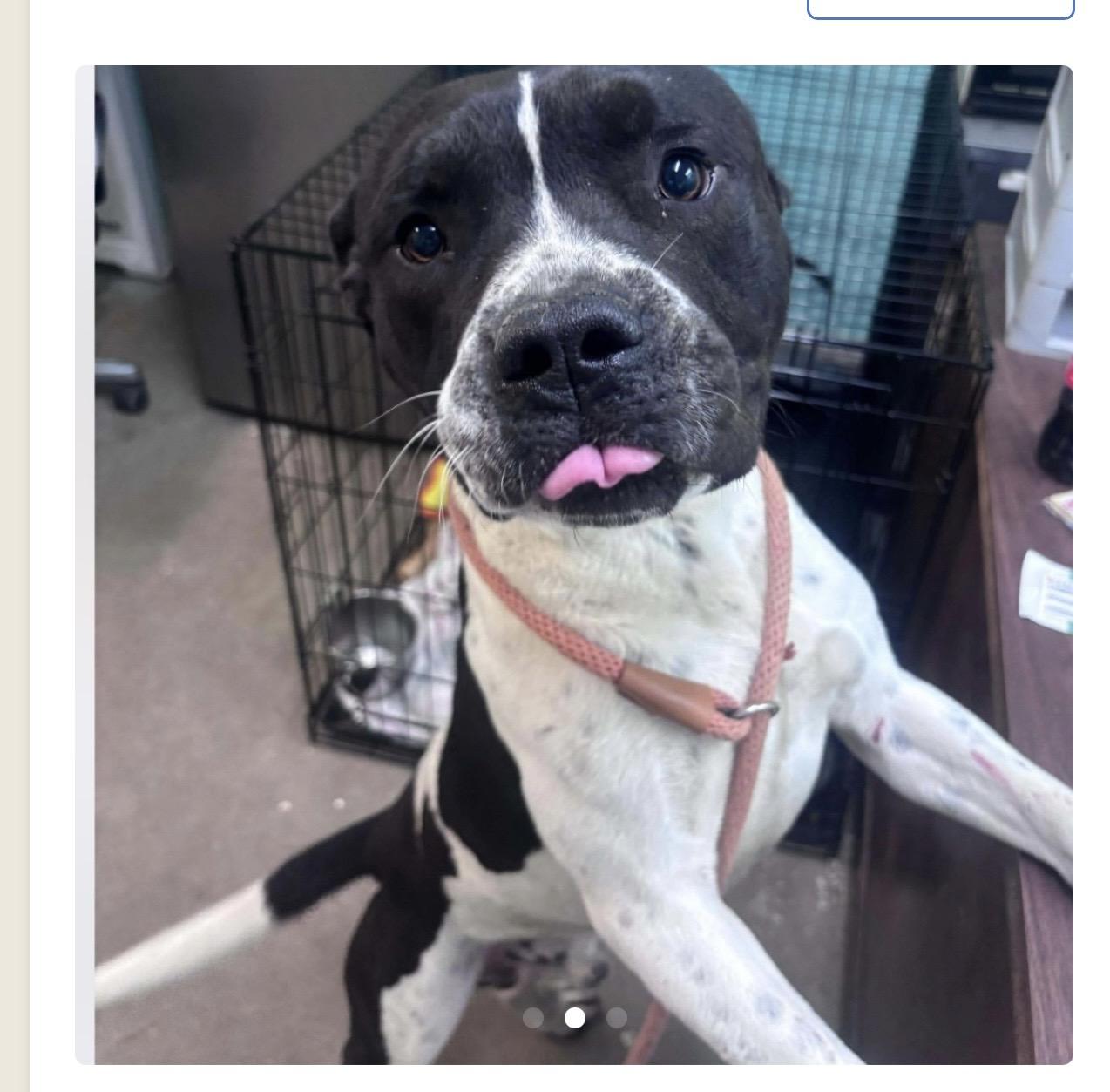 Kano, ADOPTABLE, Adult Male Mixed Breed.