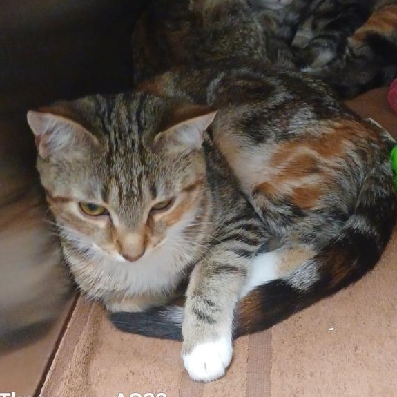 Enlarge Jan, a ADOPTABLE Torbie in Reisterstown, MD image 2/5