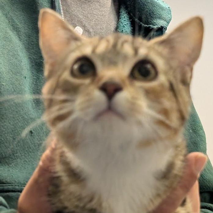 Enlarge Jan, a ADOPTABLE Torbie in Reisterstown, MD image 3/5