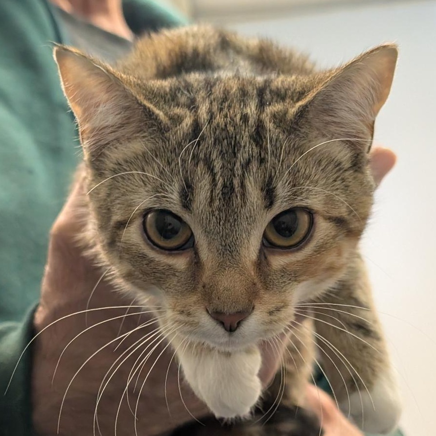 Enlarge Jan, a ADOPTABLE Torbie in Reisterstown, MD image 5/5