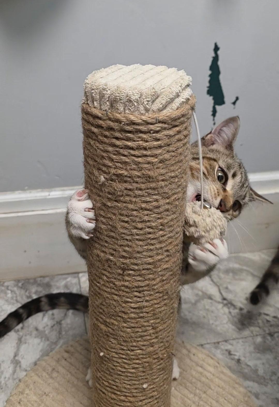 Enlarge Jan, a ADOPTABLE Torbie in Reisterstown, MD image 4/5