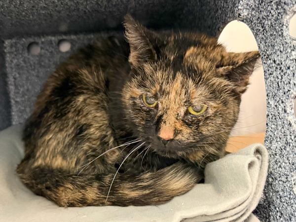 Enlarge Marble Cake, a Adoptable mixed breed in New York, NY image 1/1