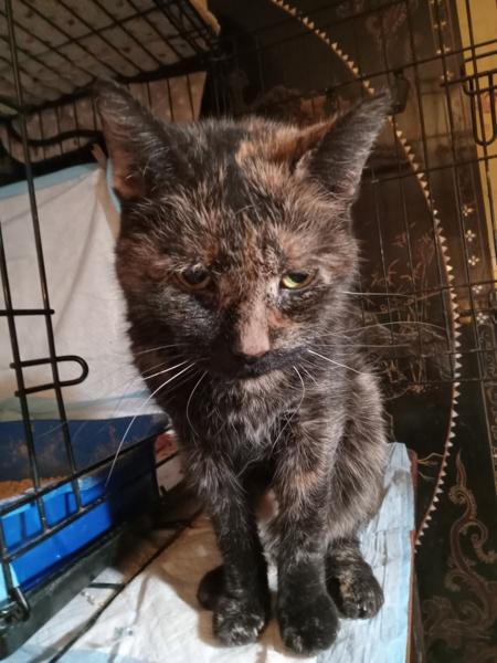 Marble Cake — thumbnail 3