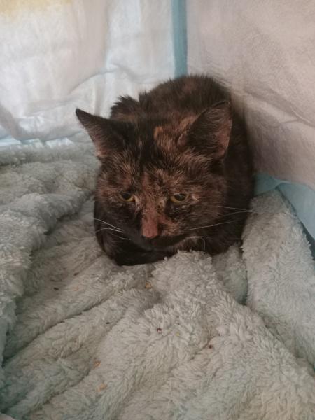 Marble Cake — thumbnail 5