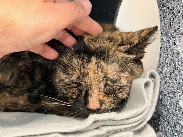 Marble Cake — thumbnail 6