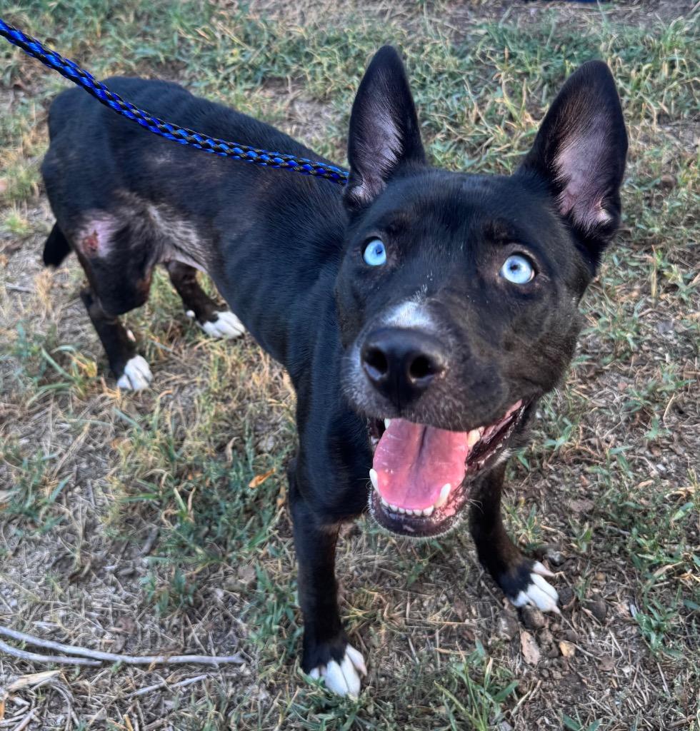Enlarge Lady, a Adoptable mixed breed in Great Bend, KS image 1/1