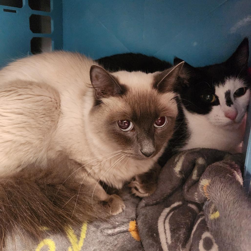 Enlarge Snow White, a Adoptable Domestic Short Hair in Brockton, MA image 1/2