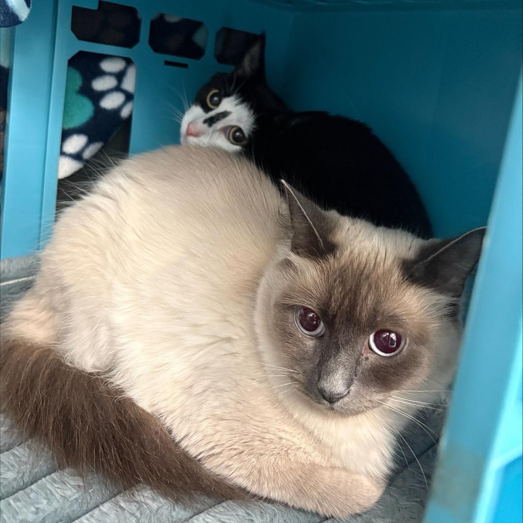 Enlarge Snow White, a Adoptable Domestic Short Hair in Brockton, MA image 2/2