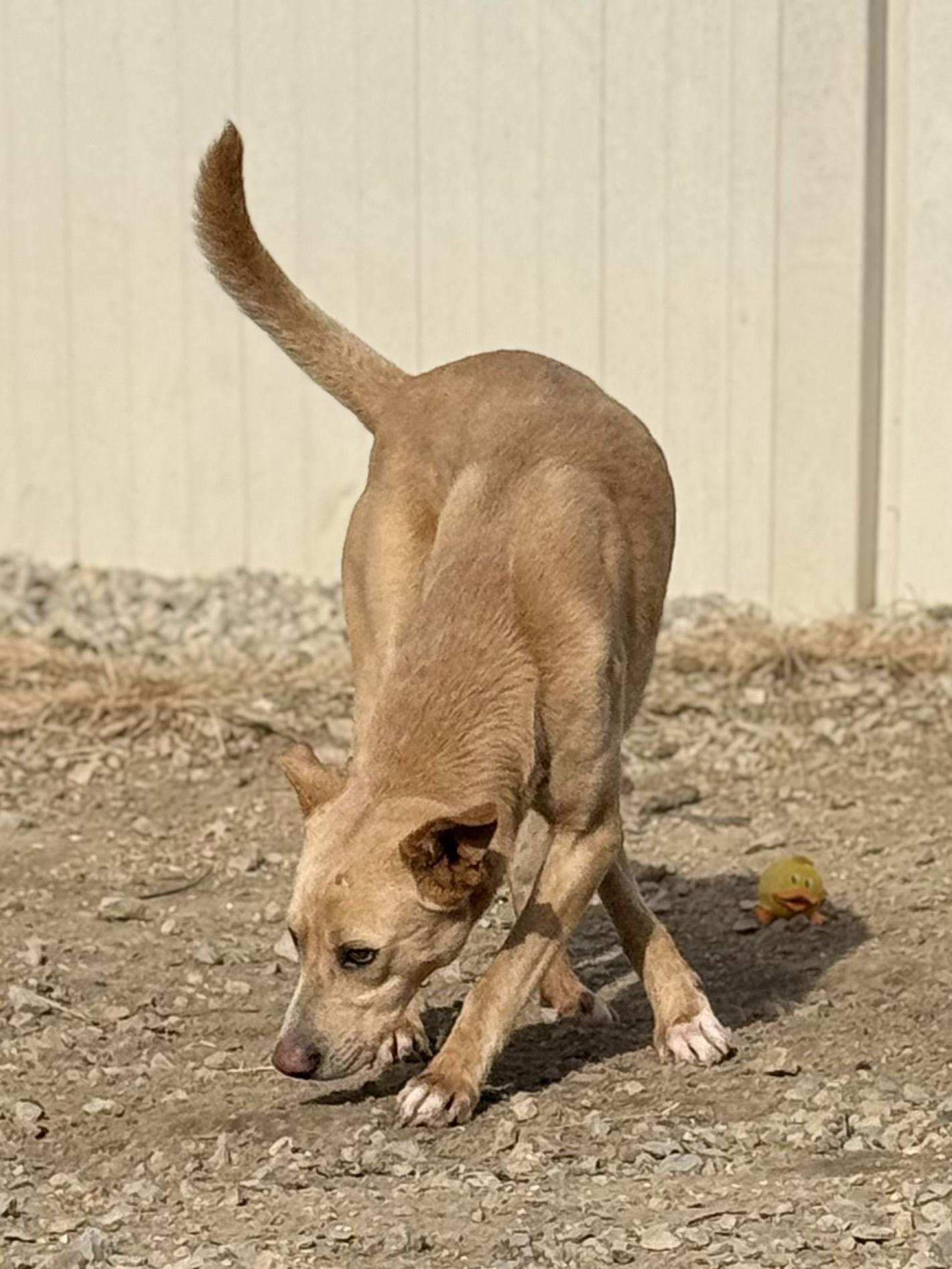 Enlarge Snoop Dog, a Adoptable mixed breed in Corning, AR image 1/3