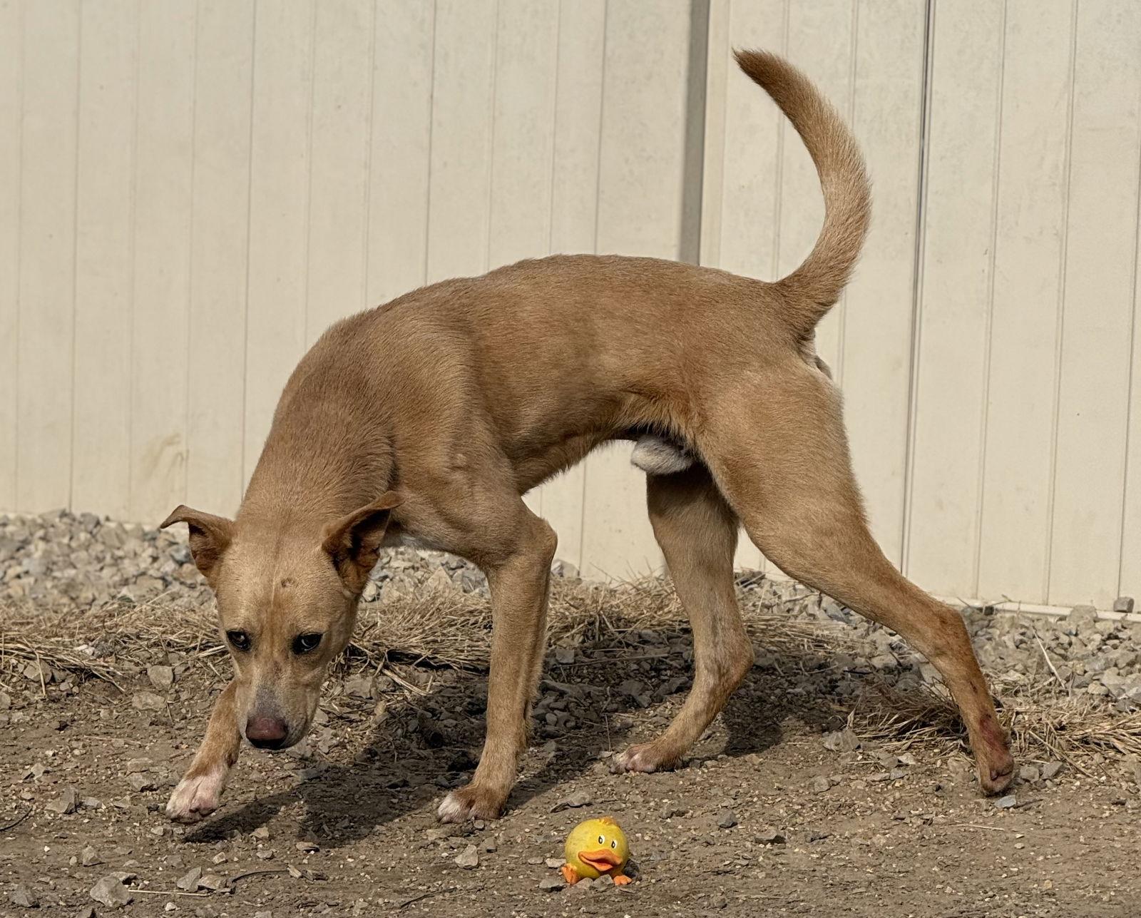 Enlarge Snoop Dog, a Adoptable mixed breed in Corning, AR image 2/3
