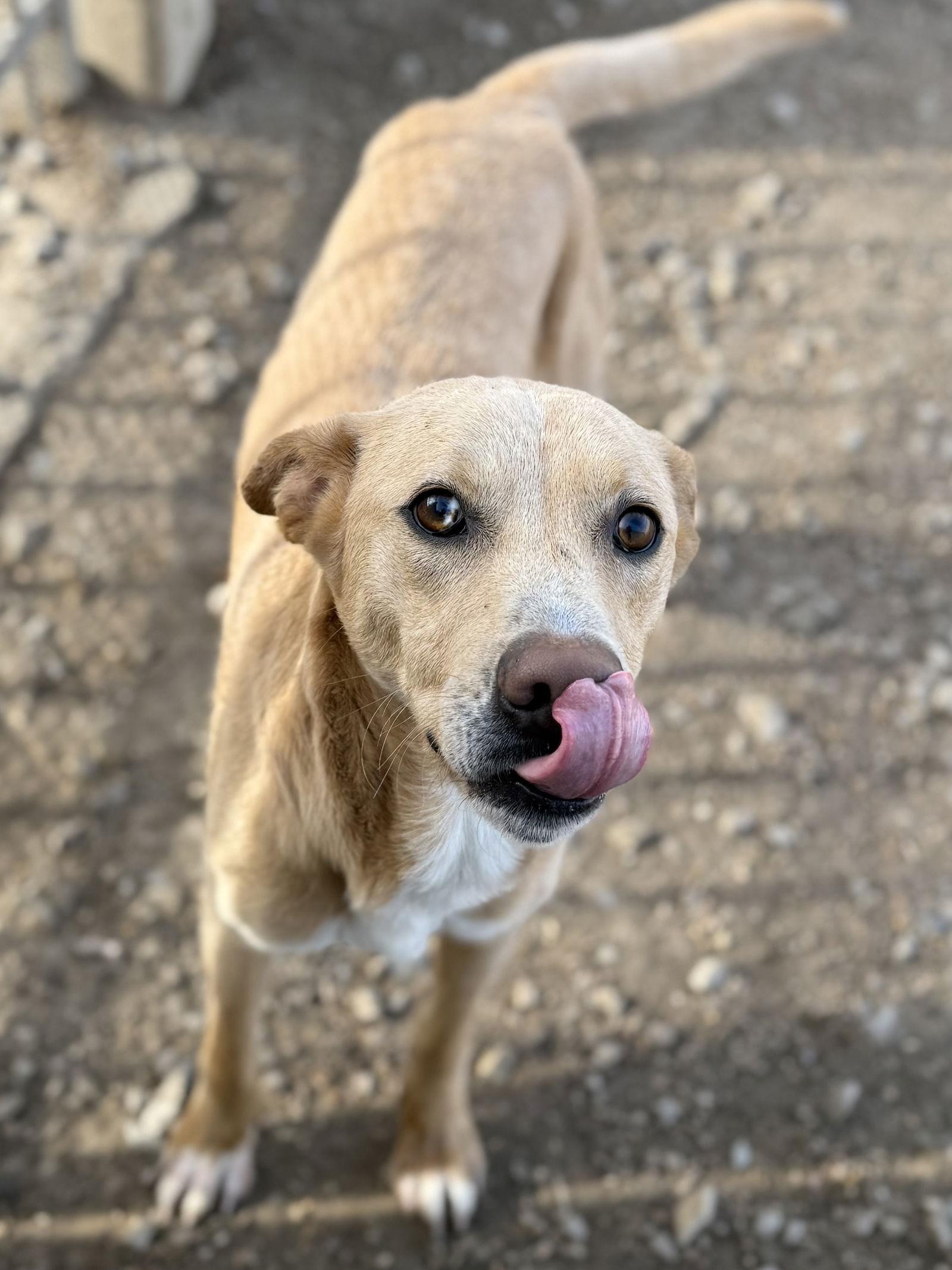 Enlarge Snoop Dog, a Adoptable mixed breed in Corning, AR image 3/3