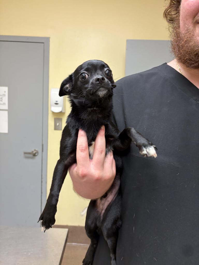 Weasel(Jack) ✅, Adoptable, Puppy Male Chihuahua.
