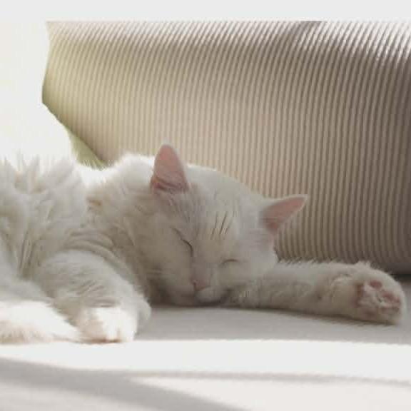 Enlarge Angel, a Adoptable Domestic Short Hair in Maple Grove, MN image 1/6