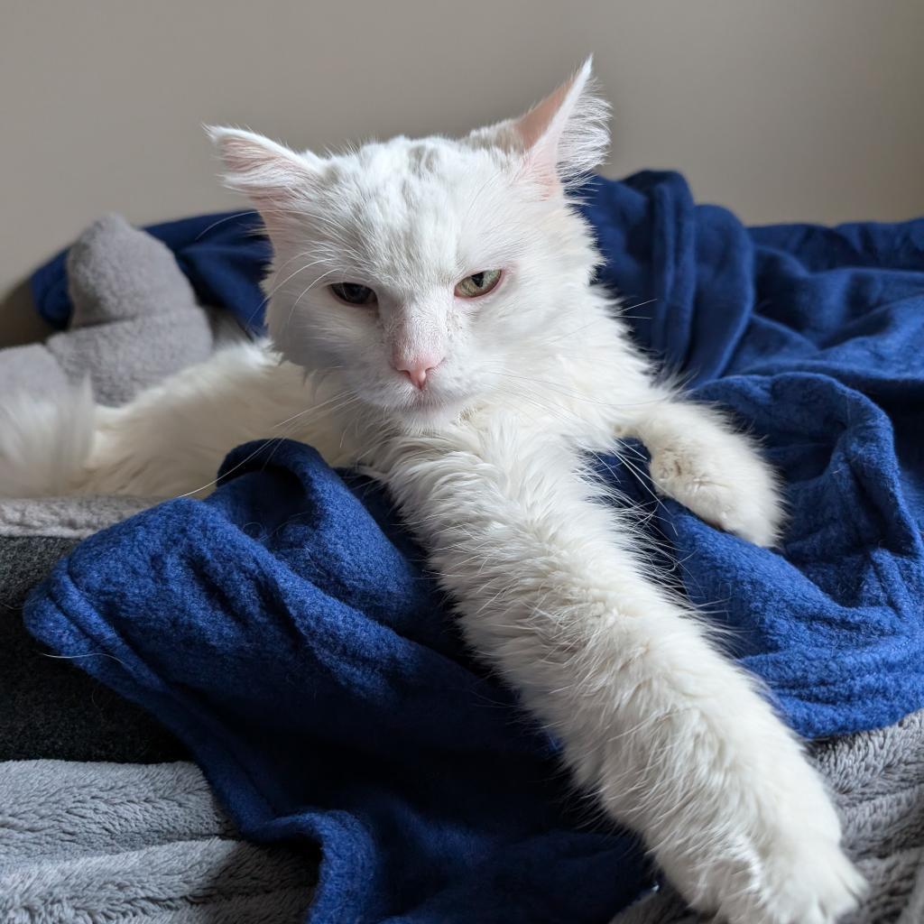 Angel, a Adoptable Domestic Short Hair in Buffalo, MN image 1/6