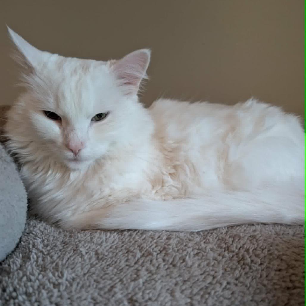 Enlarge Angel, a Adoptable Domestic Short Hair in Maple Grove, MN image 2/6