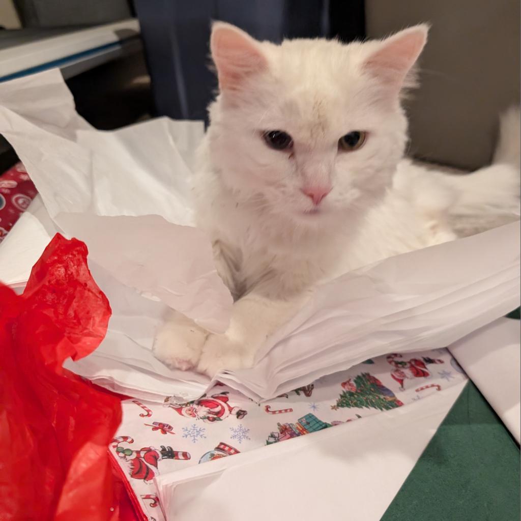 Angel, a Adoptable Domestic Short Hair in Buffalo, MN image 2/6