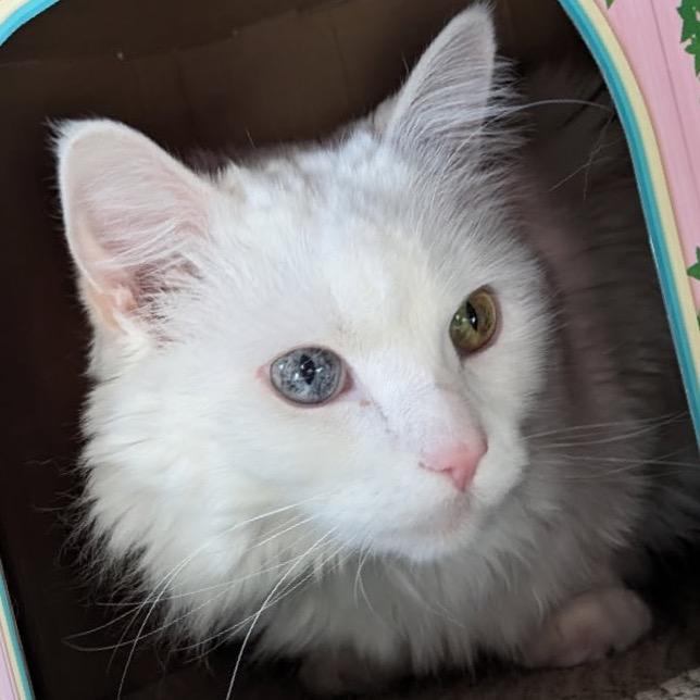 Enlarge Angel, a Adoptable Domestic Short Hair in Maple Grove, MN image 3/6