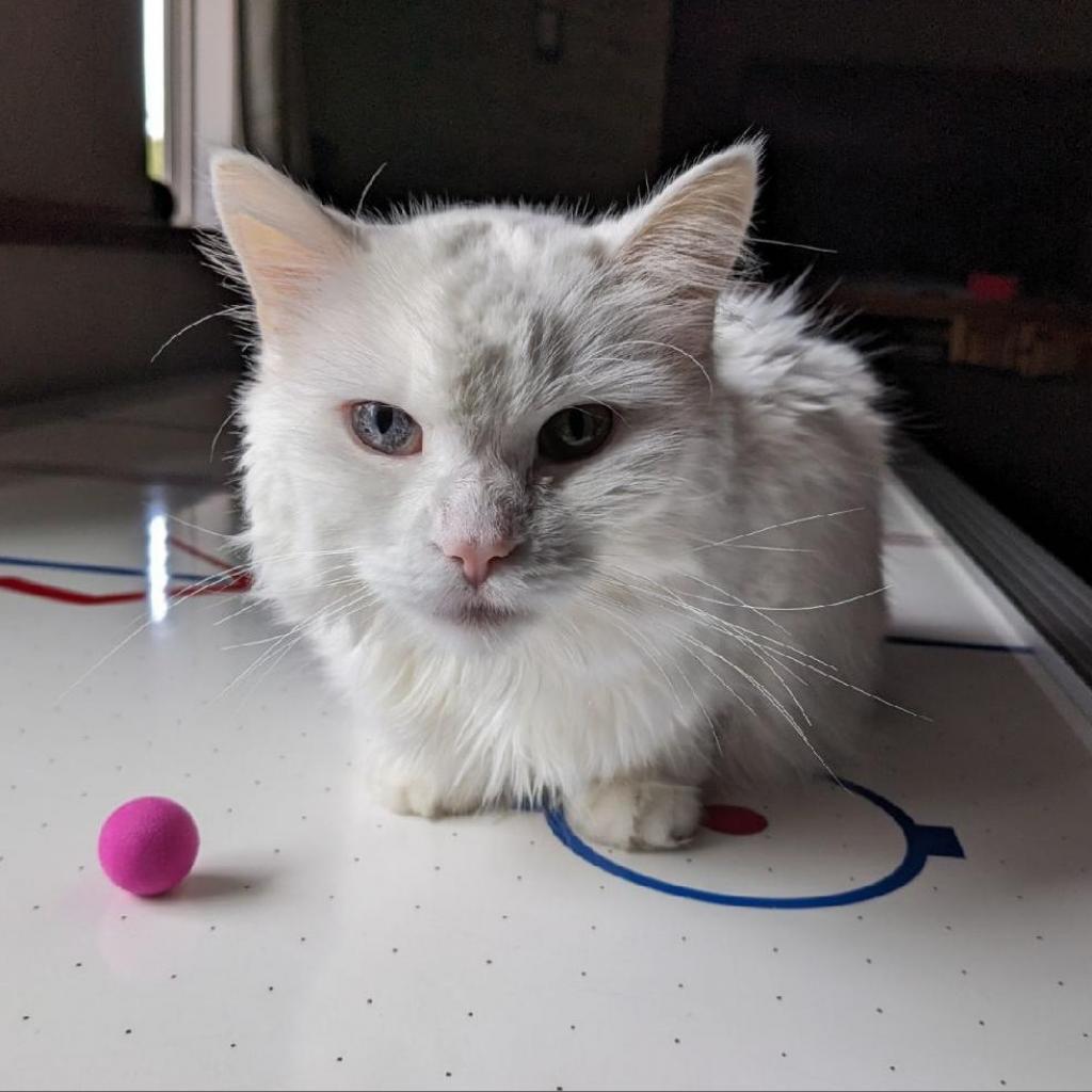 Angel, a Adoptable Domestic Short Hair in Buffalo, MN image 3/6