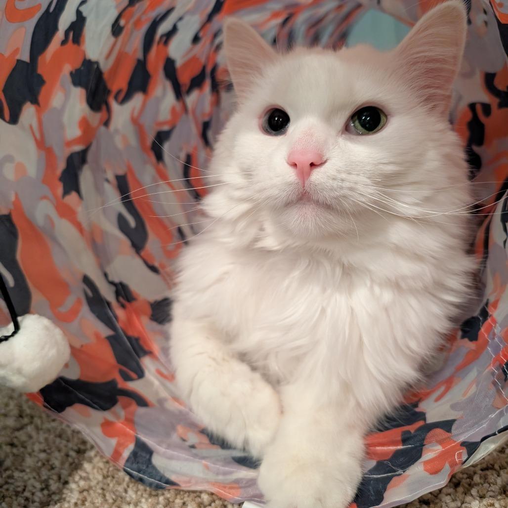 Angel, Adoptable, Senior Female Domestic Short Hair.