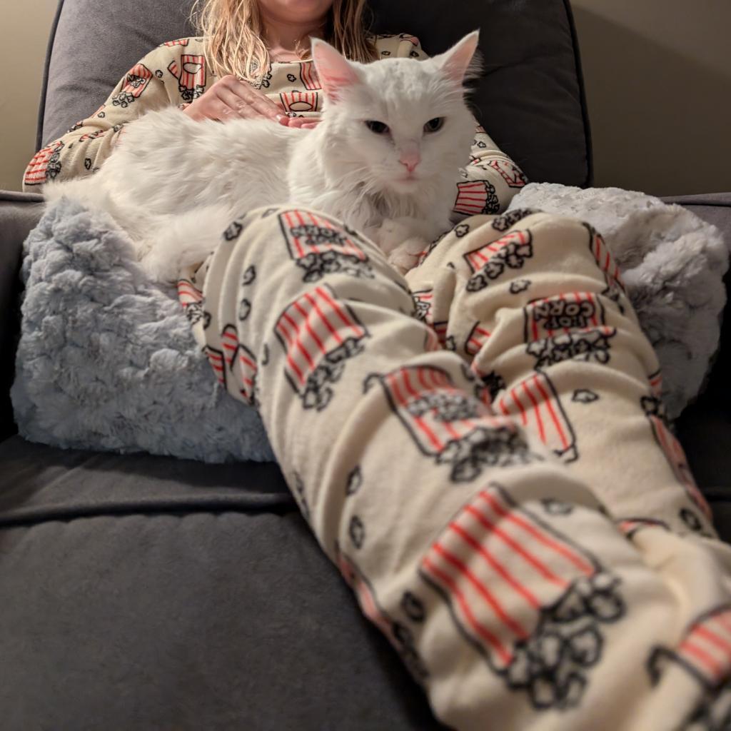 Angel, a Adoptable Domestic Short Hair in Buffalo, MN image 5/6