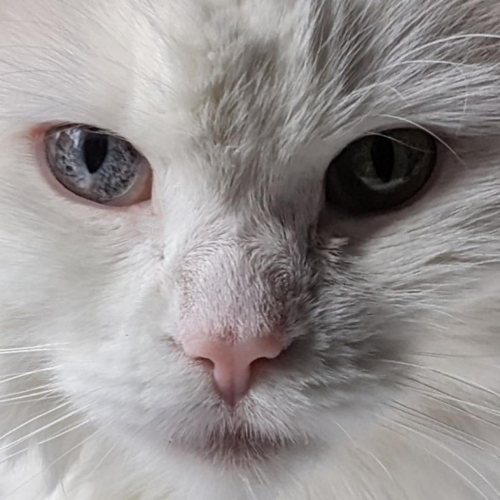 Angel, a Adoptable Domestic Short Hair in Buffalo, MN image 6/6