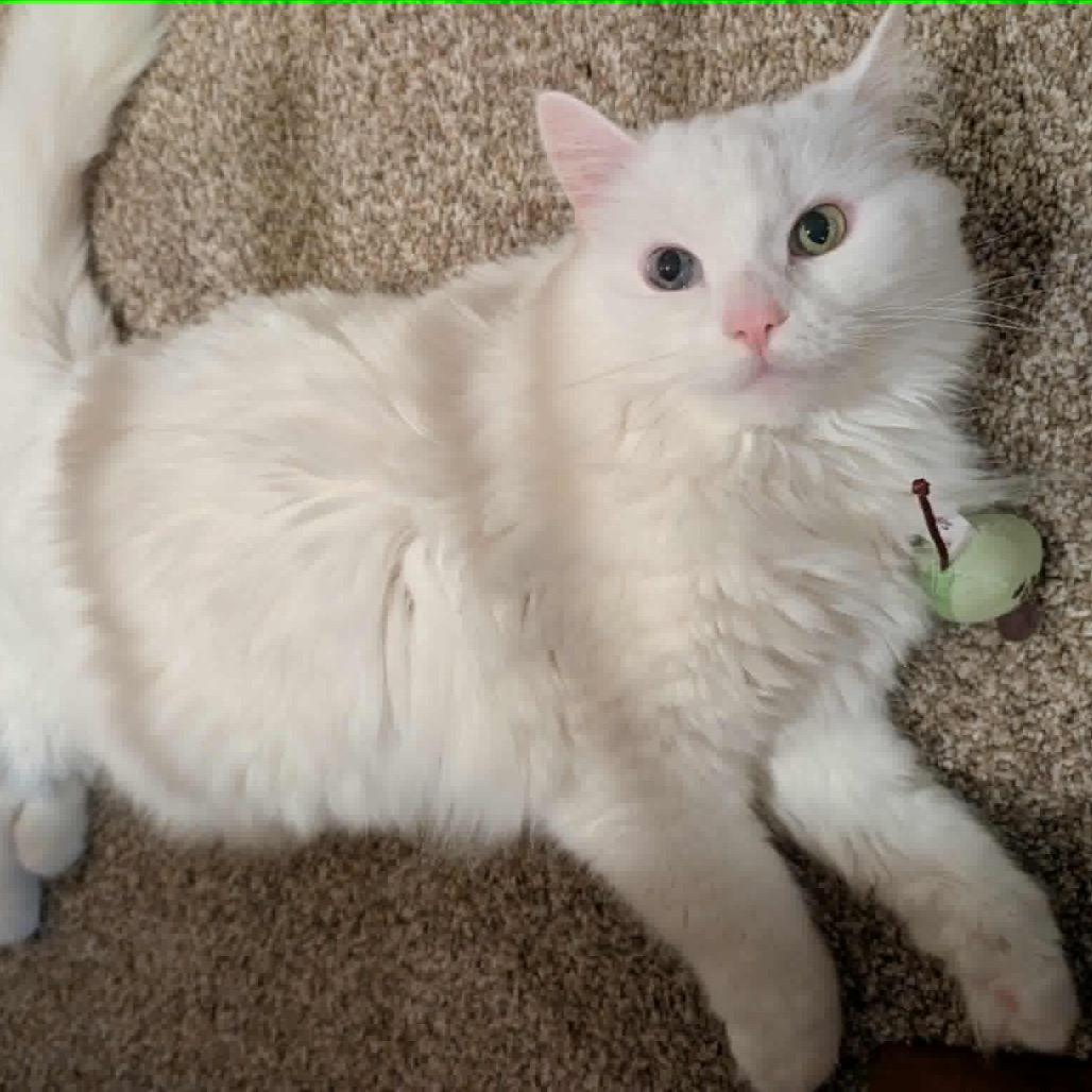 Enlarge Angel, a Adoptable Domestic Short Hair in Maple Grove, MN image 4/6