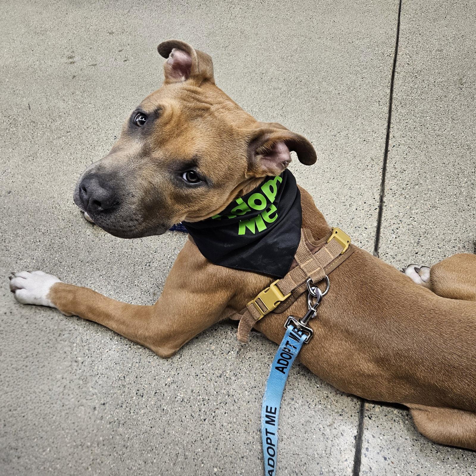 Nitro, Adoptable, Young Male Pit Bull Terrier.