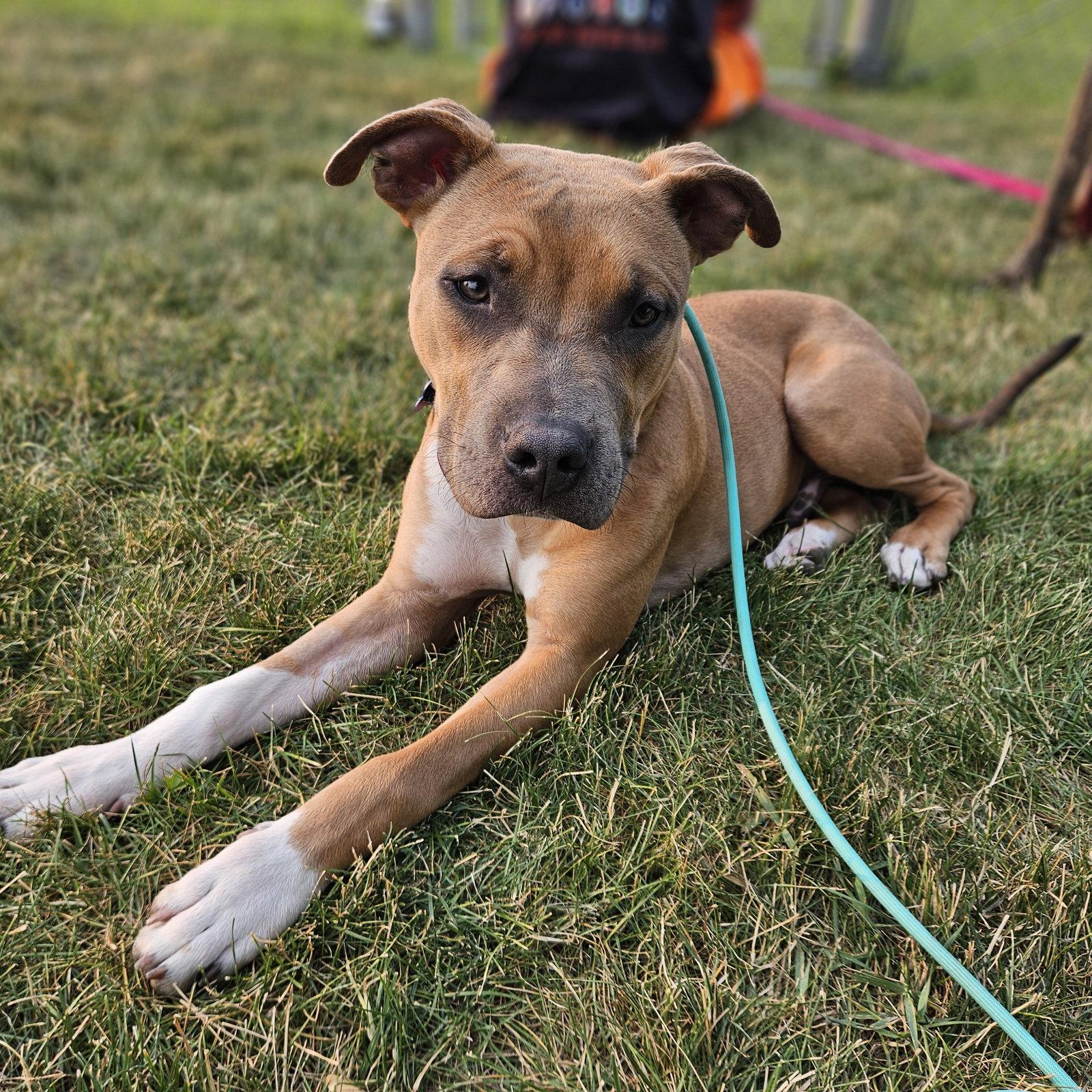 Enlarge Nitro, a Adoptable Pit Bull Terrier in Fargo, ND image 2/3