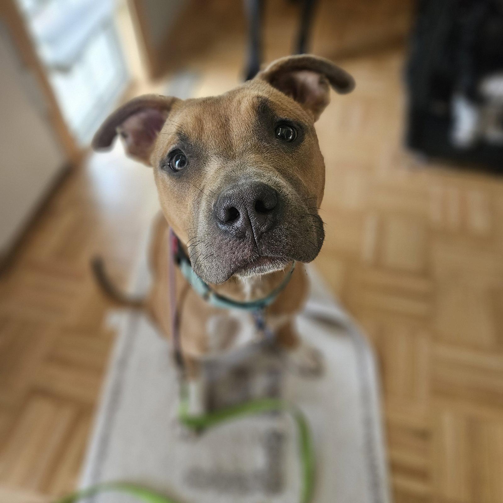 Enlarge Nitro, a Adoptable Pit Bull Terrier in Fargo, ND image 3/3