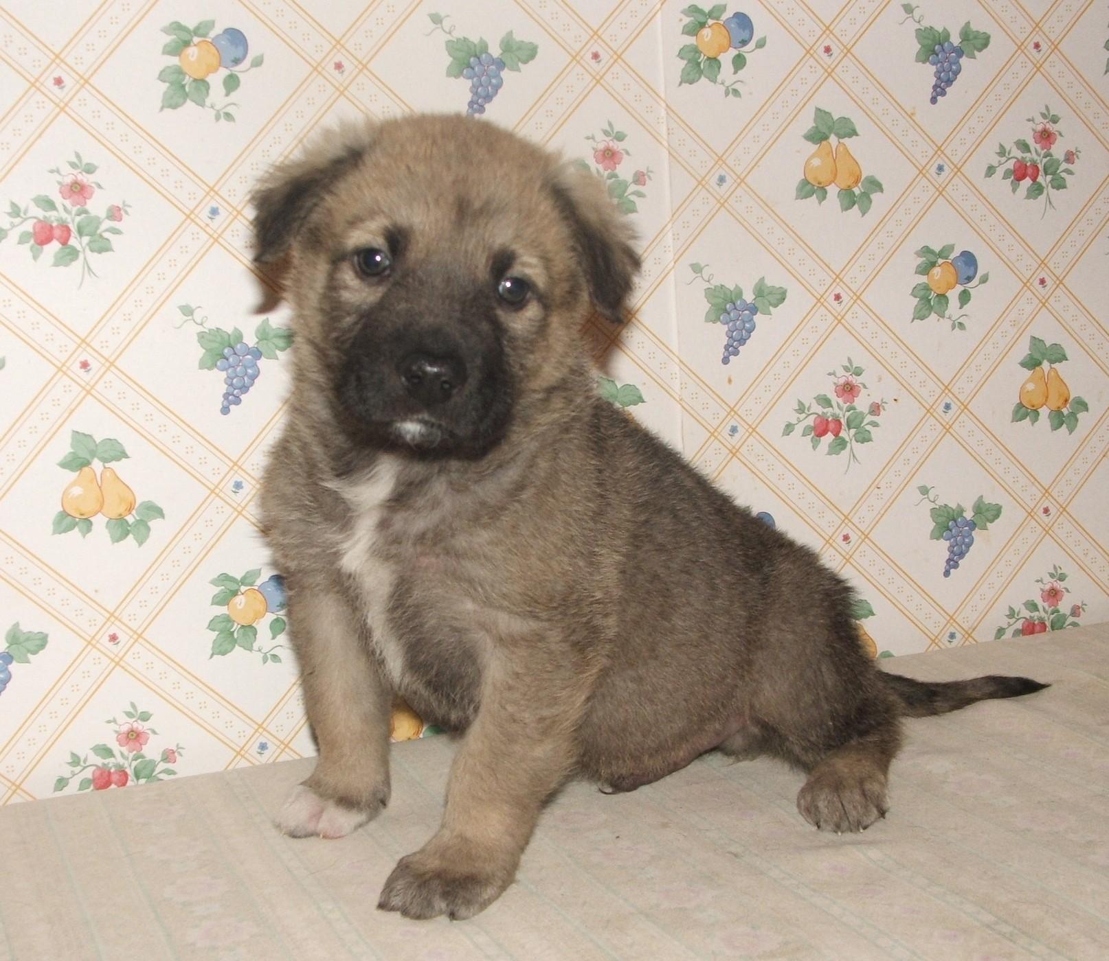 Enlarge George, a ADOPTABLE mixed breed in Maynardville, TN image 1/1