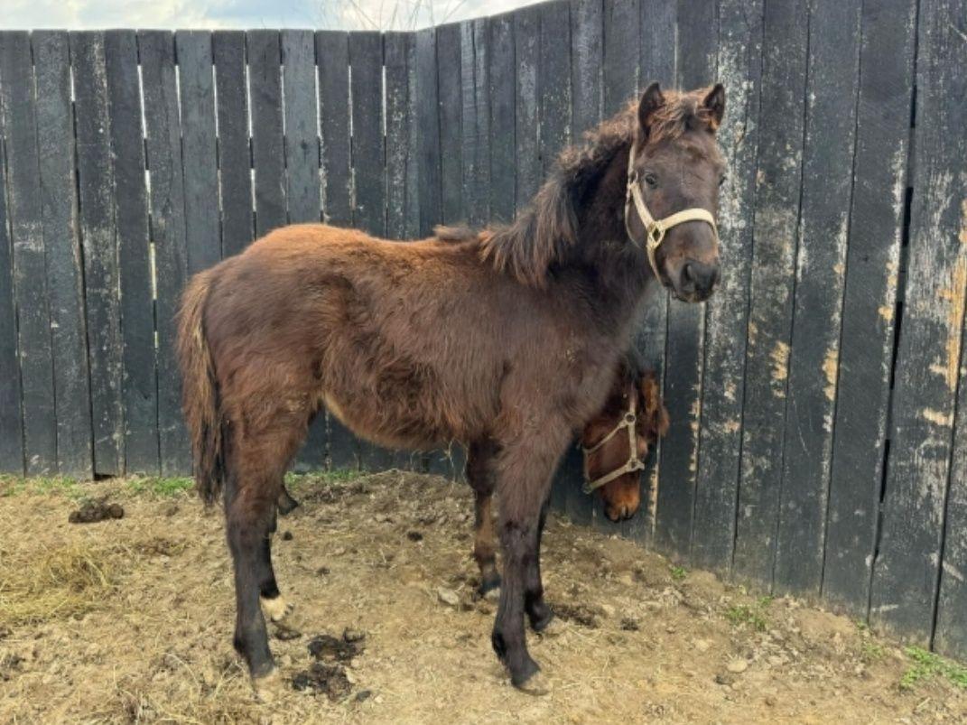 Enlarge Sprocket-, a Adoptable mixed breed in Huntington, WV image 5/5