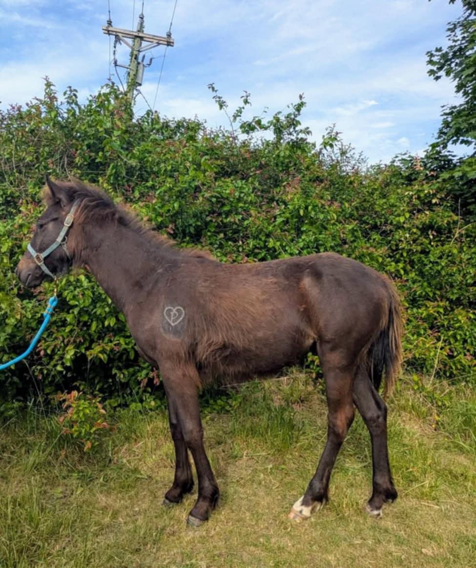 Enlarge Sprocket-, a Adoptable mixed breed in Huntington, WV image 4/5