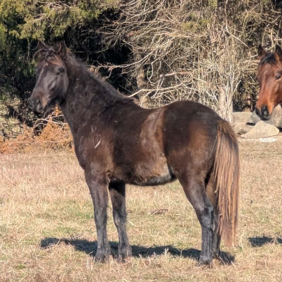 Sprocket-, Adoptable, Young Male Appaloosa & Quarterhorse.