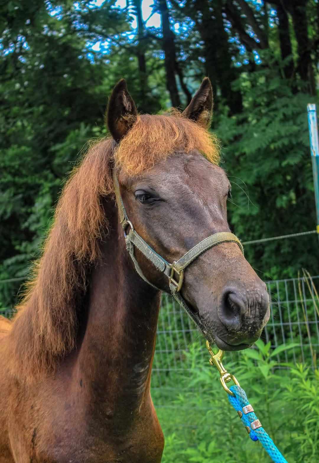 Enlarge Sprocket-, a Adoptable mixed breed in Huntington, WV image 3/5