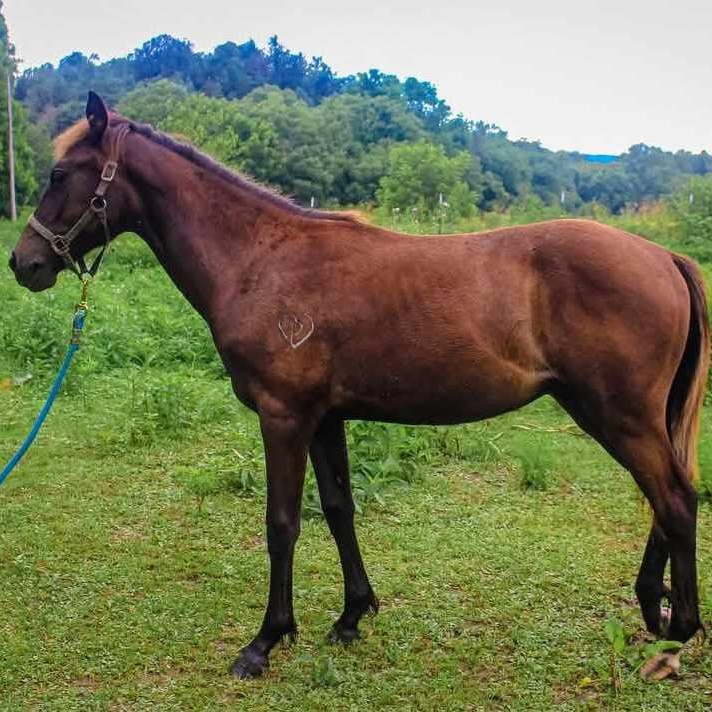 Enlarge Sprocket-, a Adoptable mixed breed in Huntington, WV image 1/5