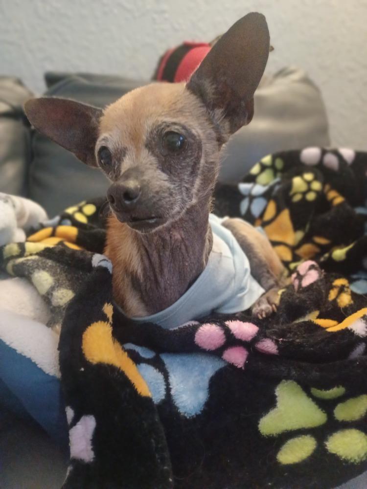 Lolly, Adoptable, Senior Female Chihuahua.