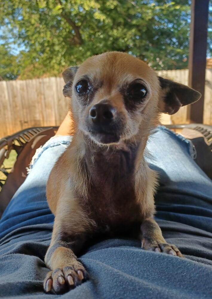 Enlarge Lolly, a Adoptable Chihuahua in Blanchard, OK image 2/4