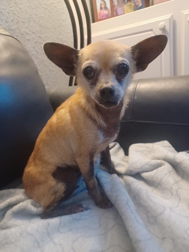 Enlarge Lolly, a Adoptable Chihuahua in Blanchard, OK image 3/4