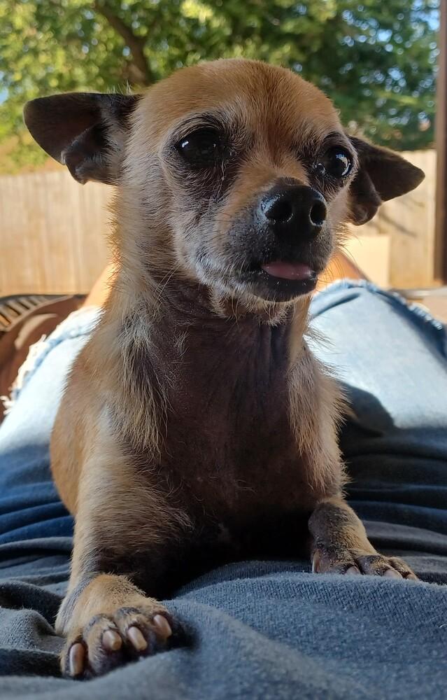 Enlarge Lolly, a Adoptable Chihuahua in Blanchard, OK image 4/4