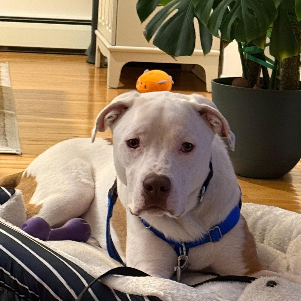 Enlarge Nix, an adopted Mixed Breed in Chicago, IL image 3/6